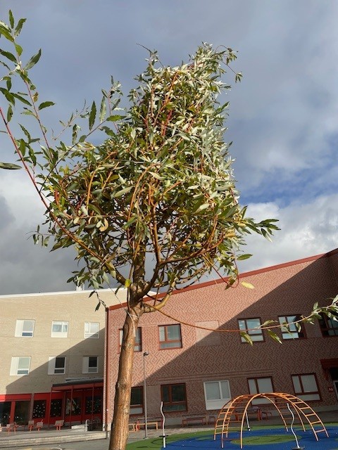 Grönare skolmiljö vid Töjnaskolan